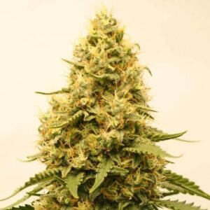 Amnesia Fast Flowering Seeds - Dark-Net-Market