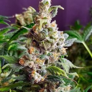 Auto Super Lemon Haze Seeds - Dark-Net-Market