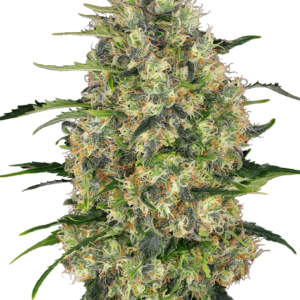Black Domina Seeds - Dark-Net-Market