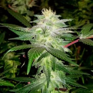 Black Widow Seeds - Dark-Net-Market