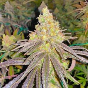 Blue Haze Seeds - Dark-Net-Market