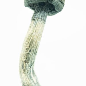 Blue Meanies Mushrooms for Sale / Magic Mushrooms