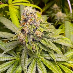 Blue OG Seeds - Dark-Net-Market