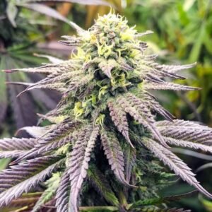 Blueberry Fast Flowering Seeds- Dark-Net-Market
