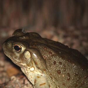 Bufo Alvarius Venom Supplier - Dark-Net-Market