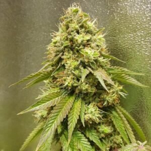 Buy 24K Gold Seeds - Dark-Net-Market
