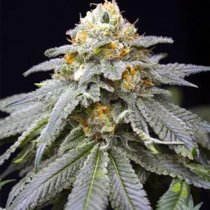 Buy 3 Kings Seeds - Dark-Net-Market