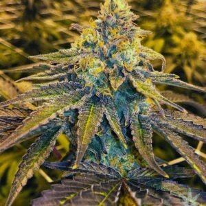 Buy 5 Alive Seeds Online - Dark-Net-Market