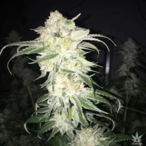Buy Afghan Kush Seeds - Dark-Net-Market