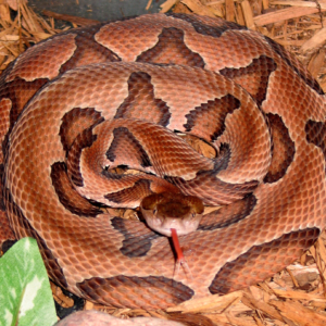 Buy Agkistrodon Contortrix Venom Online - Dark-Net-Market