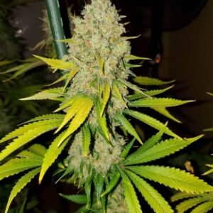 Buy AK-47 Seeds- Dark-Net-Market