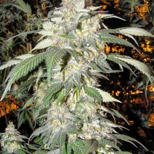 Buy Alaskan Thunder Fuck - Dark-Net-Market