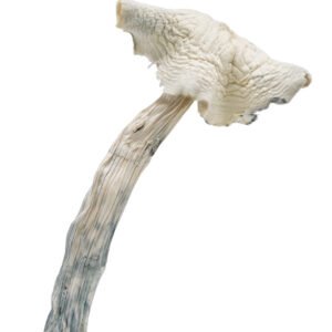 Buy Albino Amazonian Magic Mushrooms Online | Mushrooms