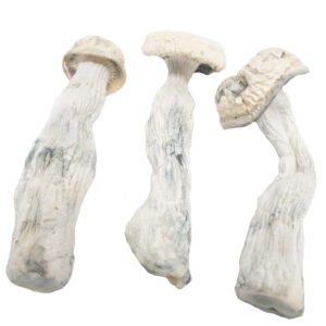 Buy Albino Penis Envy mushrooms | Mushrooms