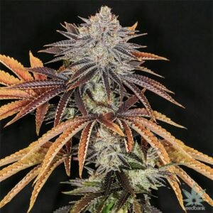 Buy Alien Technology Seeds - Dark-Net-Market