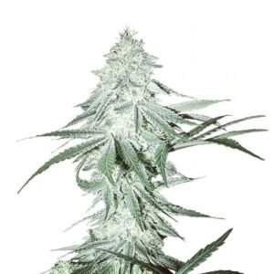 Buy Amnesia Haze Seeds - Dark-Net-Market