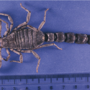 Buy Androctonus Crassicauda Venom Online - Dark-Net-Market