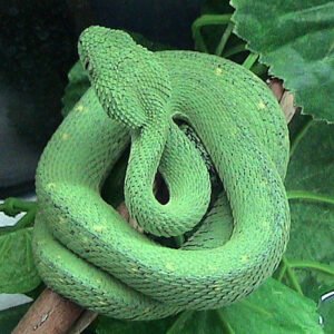 Buy Atheris Chlorechis Venom Online - Dark-Net-Market