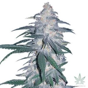 Buy Blue Dream Seeds - Dark-Net-Market