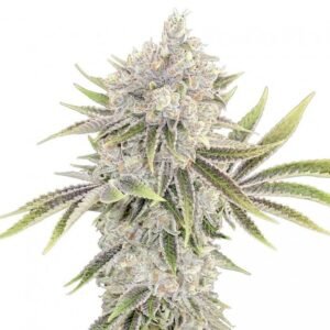 Buy Blue Headband Seeds - Dark-Net-Market