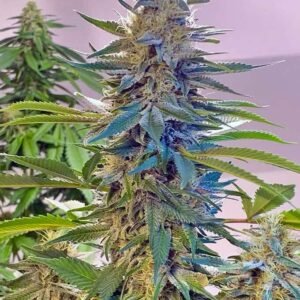 Buy Blue Widow Seeds - Dark-Net-Market