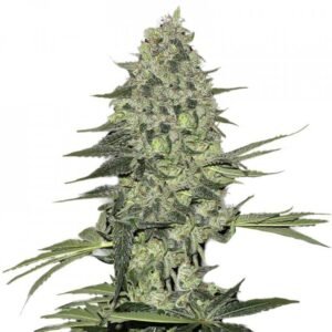 Buy Bubba Kush Seeds - Dark-Net-Market