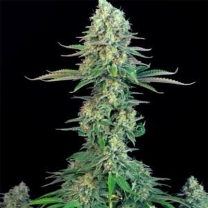 Buy Bubblegum Seeds Online - Dark-Net-Market