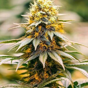 Buy California Dream Seeds - Dark-Net-Market