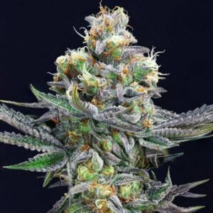 Buy Cement Shoes Seeds - Dark-Net-Market
