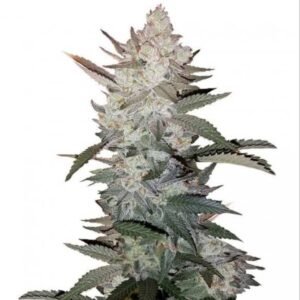 Buy True OG Kush Seeds - Dark-Net-Market