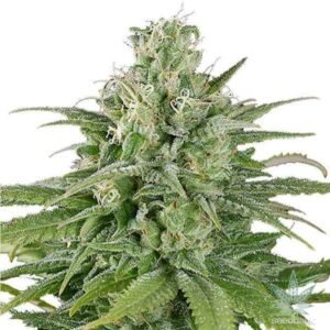 Buy UK Cheese Seeds - Dark-Net-Market