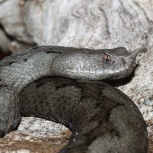 Buy Vipera Ammodytes Venom Online - Dark-Net-Market