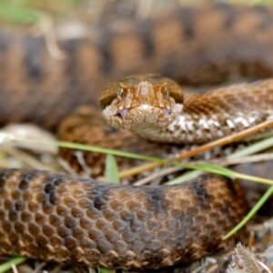 Buy Vipera Aspis Venom Online - Dark-Net-Market