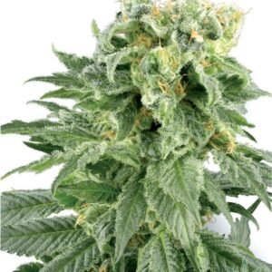 Buy White Rhino Seeds - Dark-Net-Market