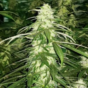 Buy White Russian Seeds - Dark-Net-Market