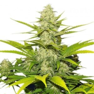 Buy White Widow Seeds - Dark-Net-Market