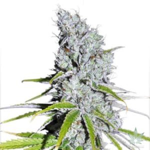 Buy Zkittlez Strain Seeds- Dark-Net-Market