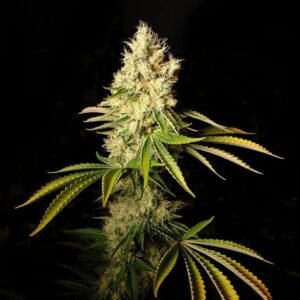 CBD Chemdog Seeds - Dark-Net-Market