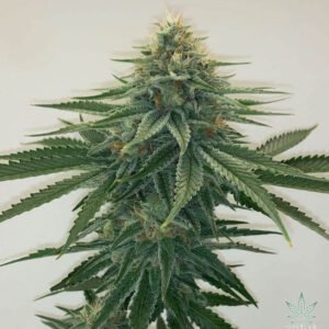 CBD Sour Tangie Seeds 25:1 - Dark-Net-Market