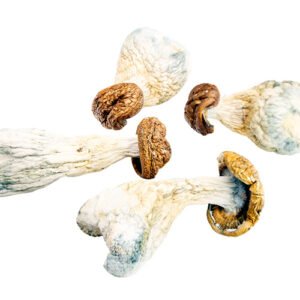 cheap Gold Member psychedelic mushrooms | Magic Mushrooms