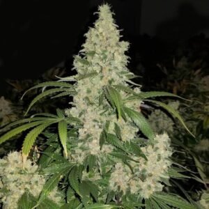 Critical Mass Cannabis Seeds for Sale - Dark-Net-Market