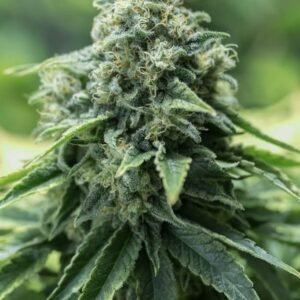 Critical Mass Fast Seeds - Dark-Net-Market