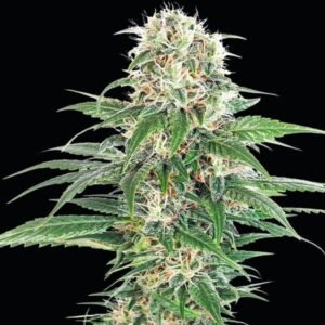 Early Skunk Seeds - Dark-Net-Market