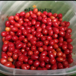 Erythroxylum novogratense seeds | Grow Your Rare Botanical