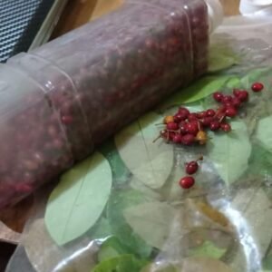 Erythroxylum Seeds / Premium Quality & Rare Ethnobotanical