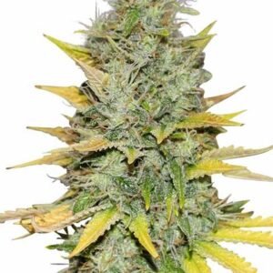 Gold Leaf Seeds - Dark-Net-Market