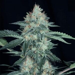 Great White Shark Seeds - Dark-Net-Market