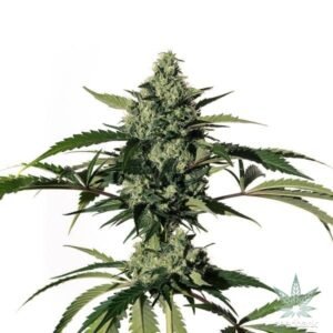 HiLo CBD Seeds – 25:1 - Dark-Net-Market