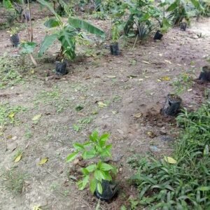 Organic Iboga Seedlings for Sale - Dark-Net-Market