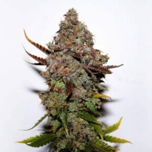 Original Skunk #1 Seeds - Dark-Net-Market
